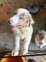 Atlas, a male Australian Shepherd for sale in Trenton, NJ – 9 of 10