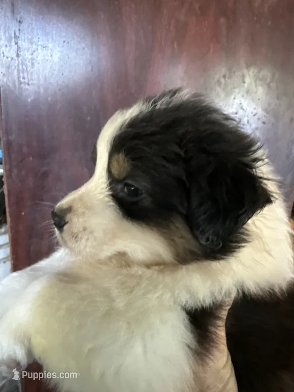 Allison  – Australian Shepherd puppy for sale in Trenton, NJ