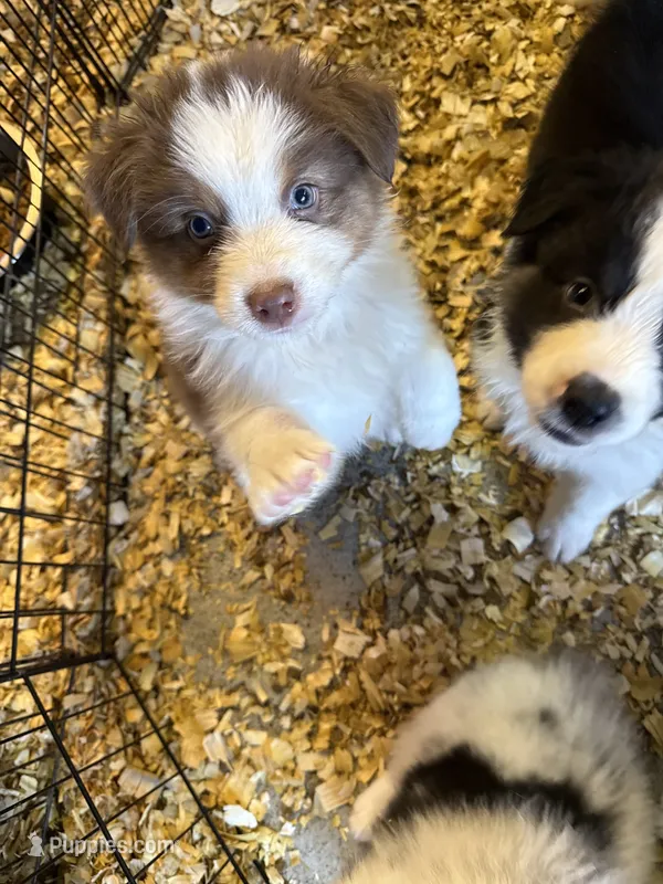 Annabell, a female Australian Shepherd for sale in Trenton, NJ – 1 of 8