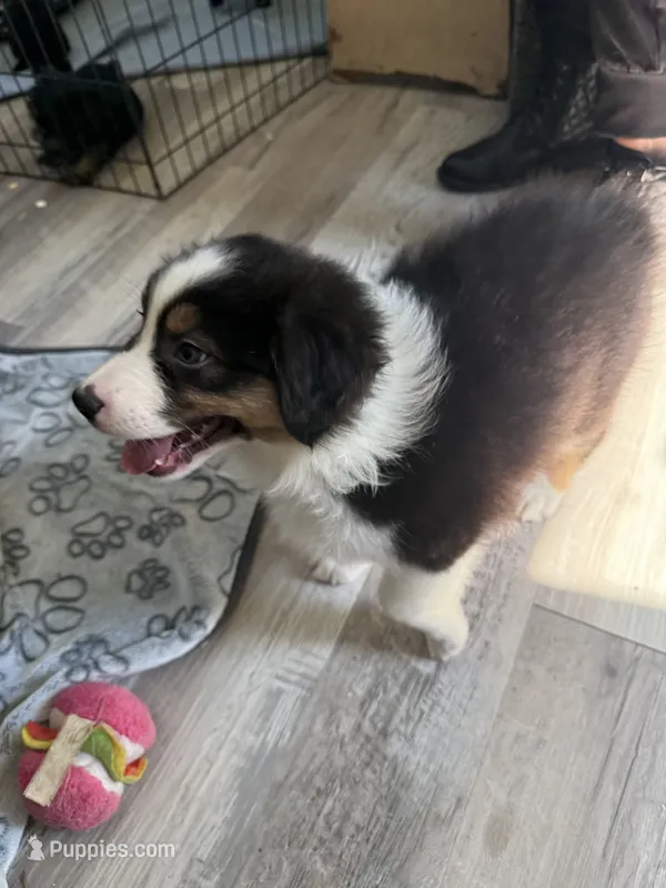 Esme – Australian Shepherd puppy for sale in Trenton, NJ