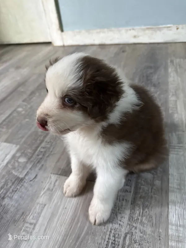 Bonnie – Australian Shepherd puppy for sale in Trenton, NJ