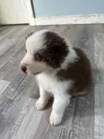 Bonnie, a female Australian Shepherd for sale in Trenton, NJ – 5 of 10