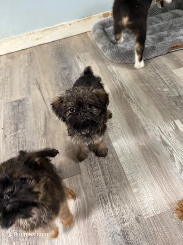 Lindy – Brussels Griffon puppy for sale in Trenton, NJ