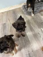 Lindy, a female Brussels Griffon for sale in Trenton, NJ – 4 of 10