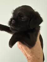 Sylus, a male Brussels Griffon for sale in Trenton, NJ – 2 of 8