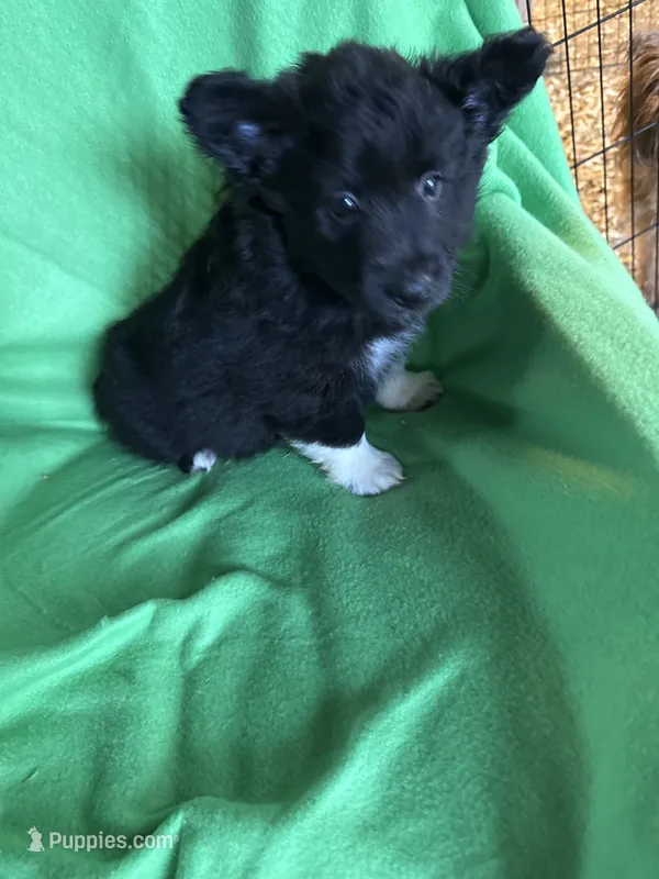 Pixie – Schipperke, Pembroke Welsh Corgi puppy for sale in Trenton, NJ