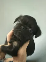 Caroline, a female Brussels Griffon for sale in Trenton, NJ – 5 of 8
