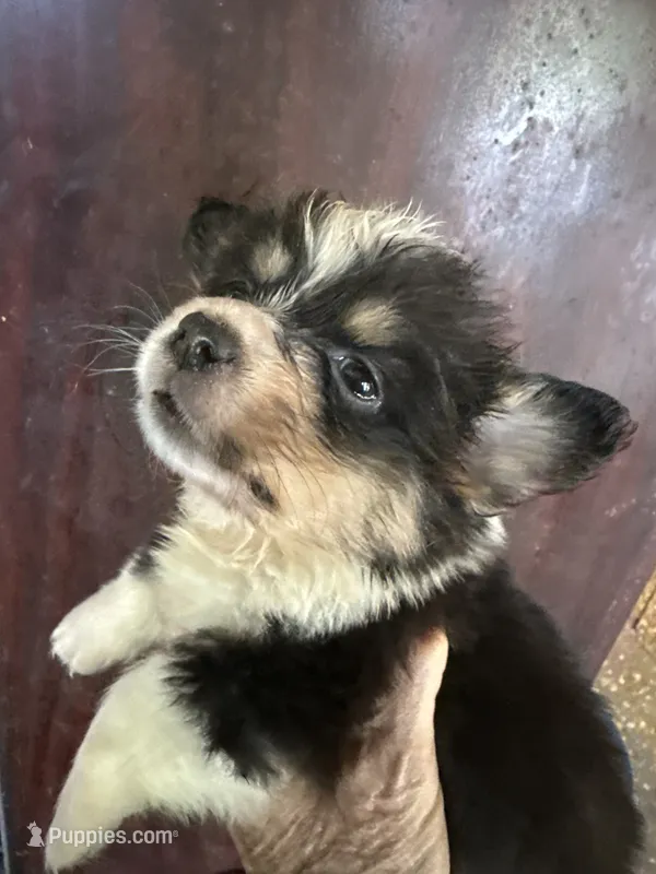 Wendy – Pembroke Welsh Corgi puppy for sale in Trenton, NJ