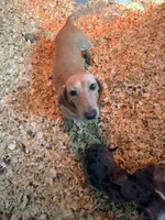 Russel, a male Miniature Dachshund for sale in Trenton, NJ – 5 of 5