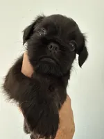 Sylus, a male Brussels Griffon for sale in Trenton, NJ – 4 of 8