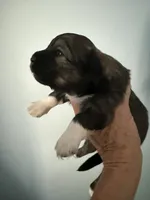 Petra, a female Schipperke and Pembroke Welsh Corgi for sale in Trenton, NJ – 1 of 4