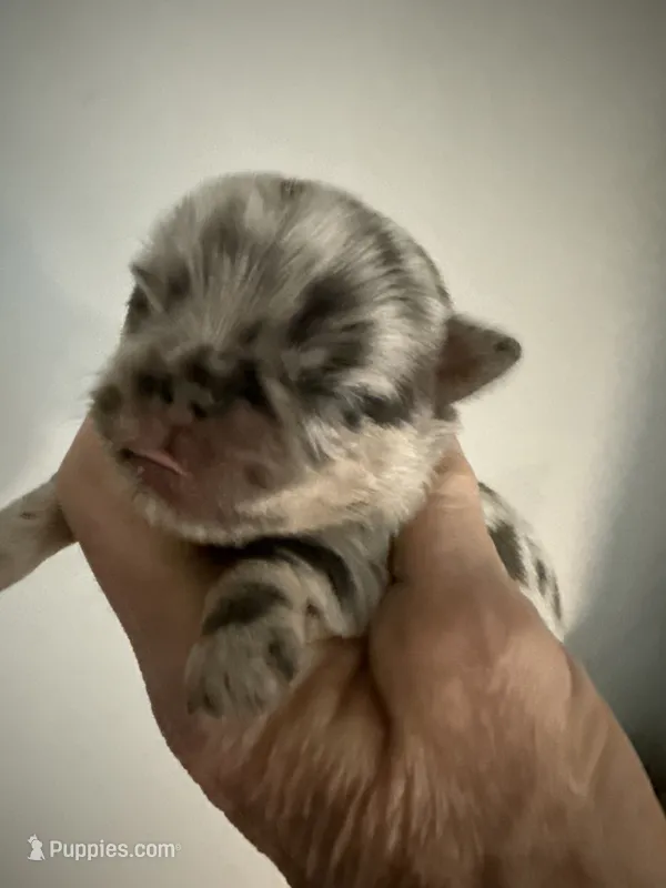 Thomas – Brussels Griffon puppy for sale in Trenton, NJ
