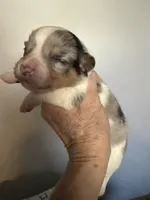 Pete, hold, a male Pembroke Welsh Corgi for sale in Trenton, NJ – Photo 2 of 10