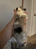 Pete, hold, a male Pembroke Welsh Corgi for sale in Trenton, NJ – Photo 6 of 10