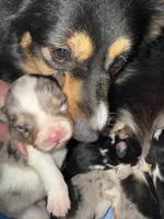 Pete, hold, a male Pembroke Welsh Corgi for sale in Trenton, NJ – Photo 4 of 10