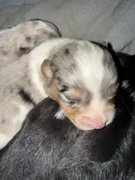 Pete, hold, a male Pembroke Welsh Corgi for sale in Trenton, NJ – Photo 3 of 10