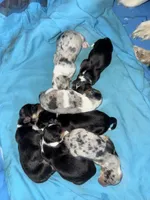 Pete, hold, a male Pembroke Welsh Corgi for sale in Trenton, NJ – Photo 8 of 10