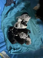 Pete, hold, a male Pembroke Welsh Corgi for sale in Trenton, NJ – Photo 10 of 10