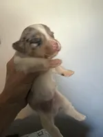 Pete, hold, a male Pembroke Welsh Corgi for sale in Trenton, NJ – Photo 5 of 10