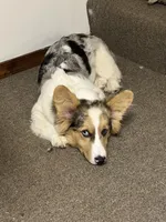 Pete, hold, a male Pembroke Welsh Corgi for sale in Trenton, NJ – Photo 9 of 10