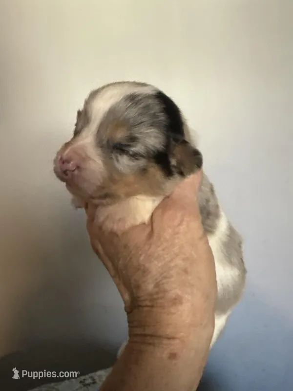 Pete, hold, a male Pembroke Welsh Corgi for sale in Trenton, NJ – Photo 1 of 10