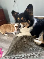 Pete, hold, a male Pembroke Welsh Corgi for sale in Trenton, NJ – Photo 7 of 10