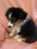 Alan, a male Australian Shepherd for sale in Trenton, NJ – 2 of 7