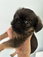 Lionel, a male Brussels Griffon for sale in Trenton, NJ – 4 of 8