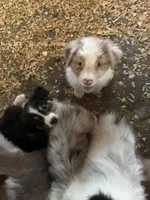 Abner, a  Australian Shepherd for sale in Trenton, NJ – 5 of 5