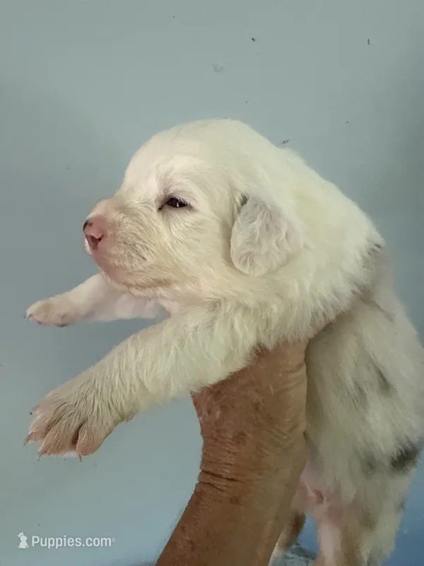 Elaine – Australian Shepherd puppy for sale in Trenton, NJ