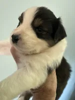 Addie, a female Australian Shepherd for sale in Trenton, NJ – 3 of 4