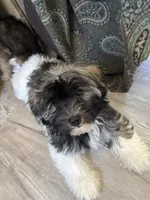 Justine, a female Havanese for sale in Trenton, NJ – 2 of 10