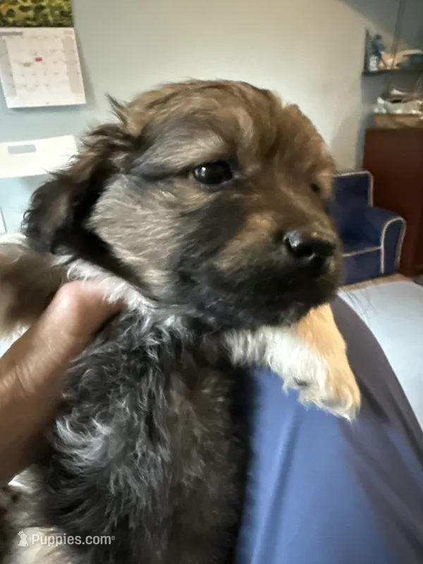 Petra – Schipperke, Pembroke Welsh Corgi puppy for sale in Trenton, NJ