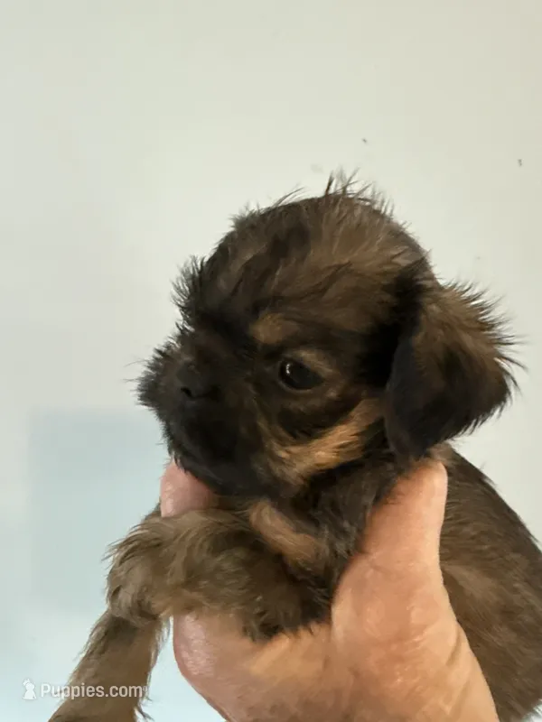 Salsa – Brussels Griffon puppy for sale in Trenton, NJ