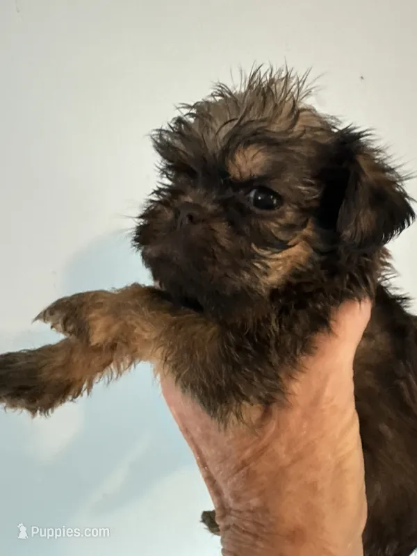 Sedona – Brussels Griffon puppy for sale in Trenton, NJ