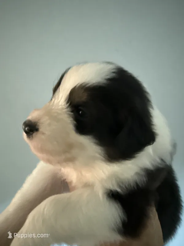 Elias – Australian Shepherd puppy for sale in Trenton, NJ
