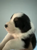 Elias, a male Australian Shepherd for sale in Trenton, NJ – 3 of 8