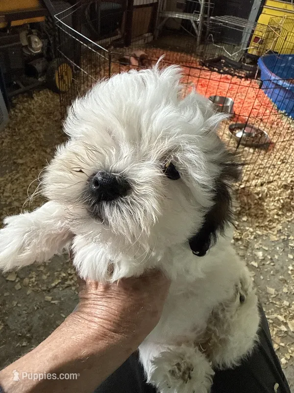 Jocelyn – Havanese puppy for sale in Trenton, NJ