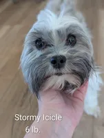 Jocelyn, a female Havanese for sale in Trenton, NJ – Photo 3 of 3