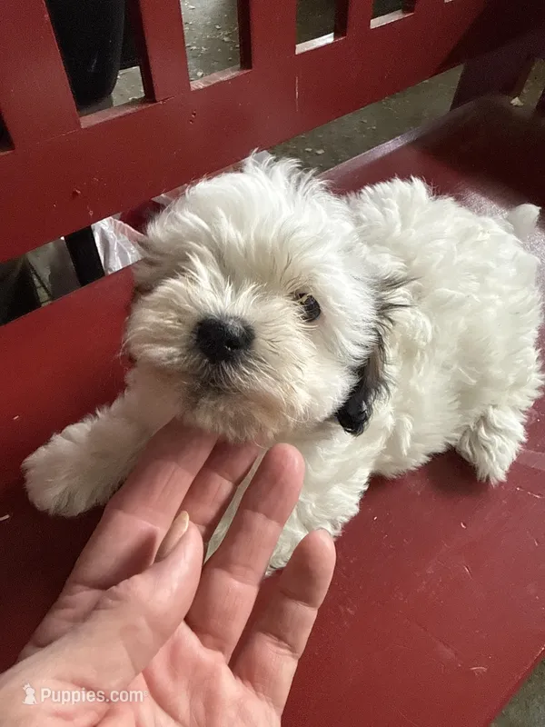 Jocelyn – Havanese puppy for sale in Trenton, NJ