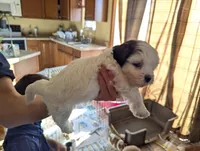 Jocelyn, a female Havanese for sale in Trenton, NJ – Photo 2 of 3