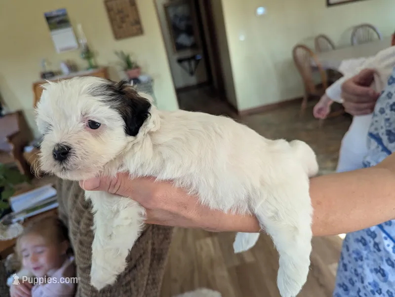 Jocelyn – Havanese puppy for sale in Trenton, NJ