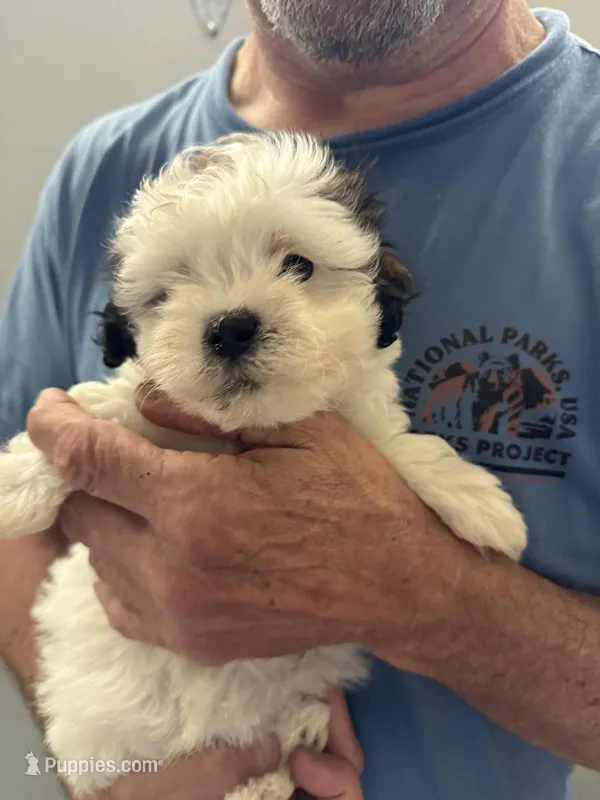 Jocelyn – Havanese puppy for sale in Trenton, NJ
