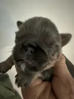 Tara, a female Brussels Griffon for sale in Trenton, NJ – 2 of 5