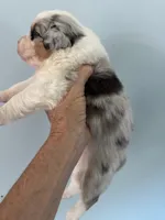Ethan, a male Australian Shepherd for sale in Trenton, NJ – 2 of 10