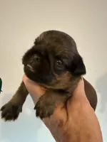 Lexi, a female Brussels Griffon for sale in Trenton, NJ – 1 of 4