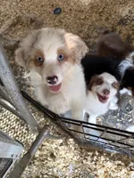 Baxter, a male Australian Shepherd for sale in Trenton, NJ – 3 of 10