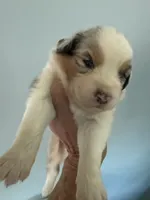 Ethan, a male Australian Shepherd for sale in Trenton, NJ – 5 of 10