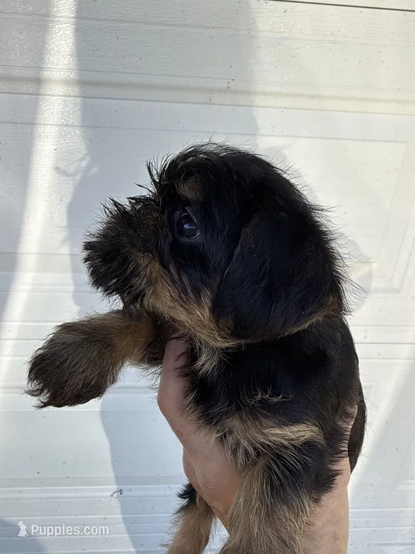 Sally – Brussels Griffon puppy for sale in Trenton, NJ