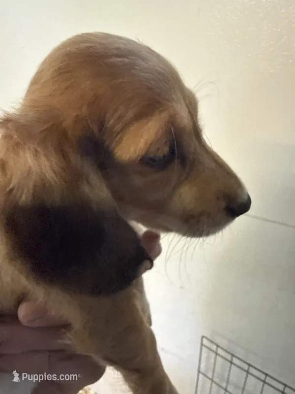 Russel – Miniature Dachshund puppy for sale in Trenton, NJ
